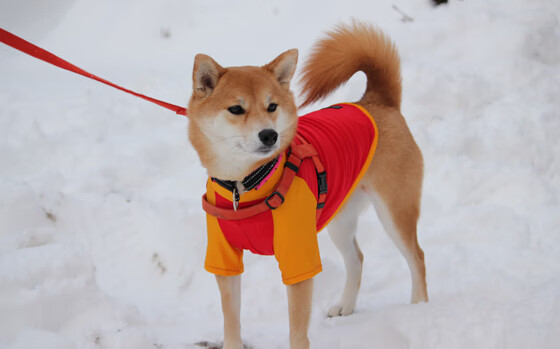 裁判尺度变化是否影响联赛风格与节奏走向，裁判的规则